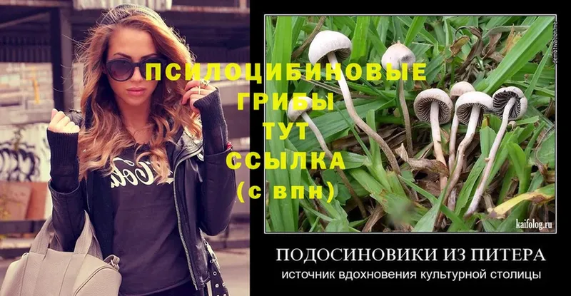 где найти   Бийск  Галлюциногенные грибы Psilocybe 